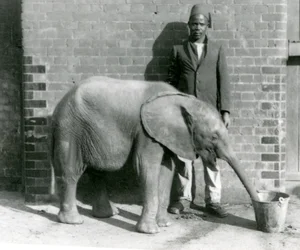 Der junge afrikanische Elefant Kiberenge wird von Darisha getränkt, London Zoo, September 1923
